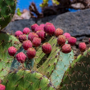 Prickly Pear   Opuntia ficus-indica   25 Seeds