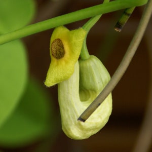 Manchurian Dutchman&#39;s Pipe  20 Seeds  Aristolochia Manchuriensis