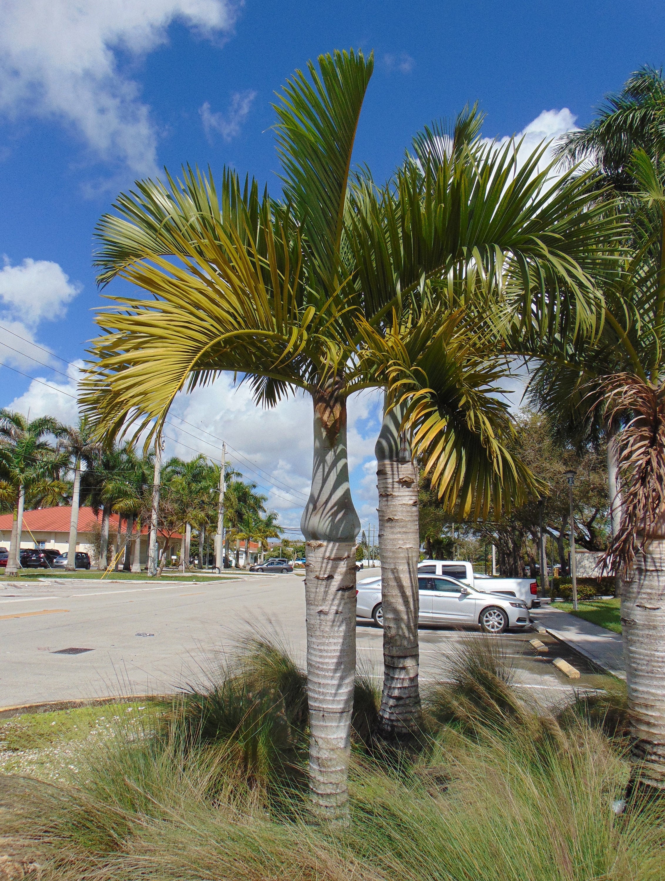 Spindle Palm Hyophorbe Verschaffeltii 20 Seeds Etsy