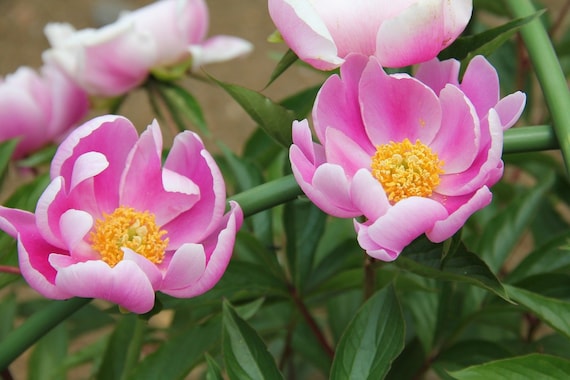 Paeonia lactiflora　2点おまとめ Chinese Peony Paeonia Lactiflora 10 Seeds - Etsy