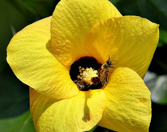 Sea Hibiscus  Mahoe  Hibiscus tiliaceus  20 Seeds  USA Company