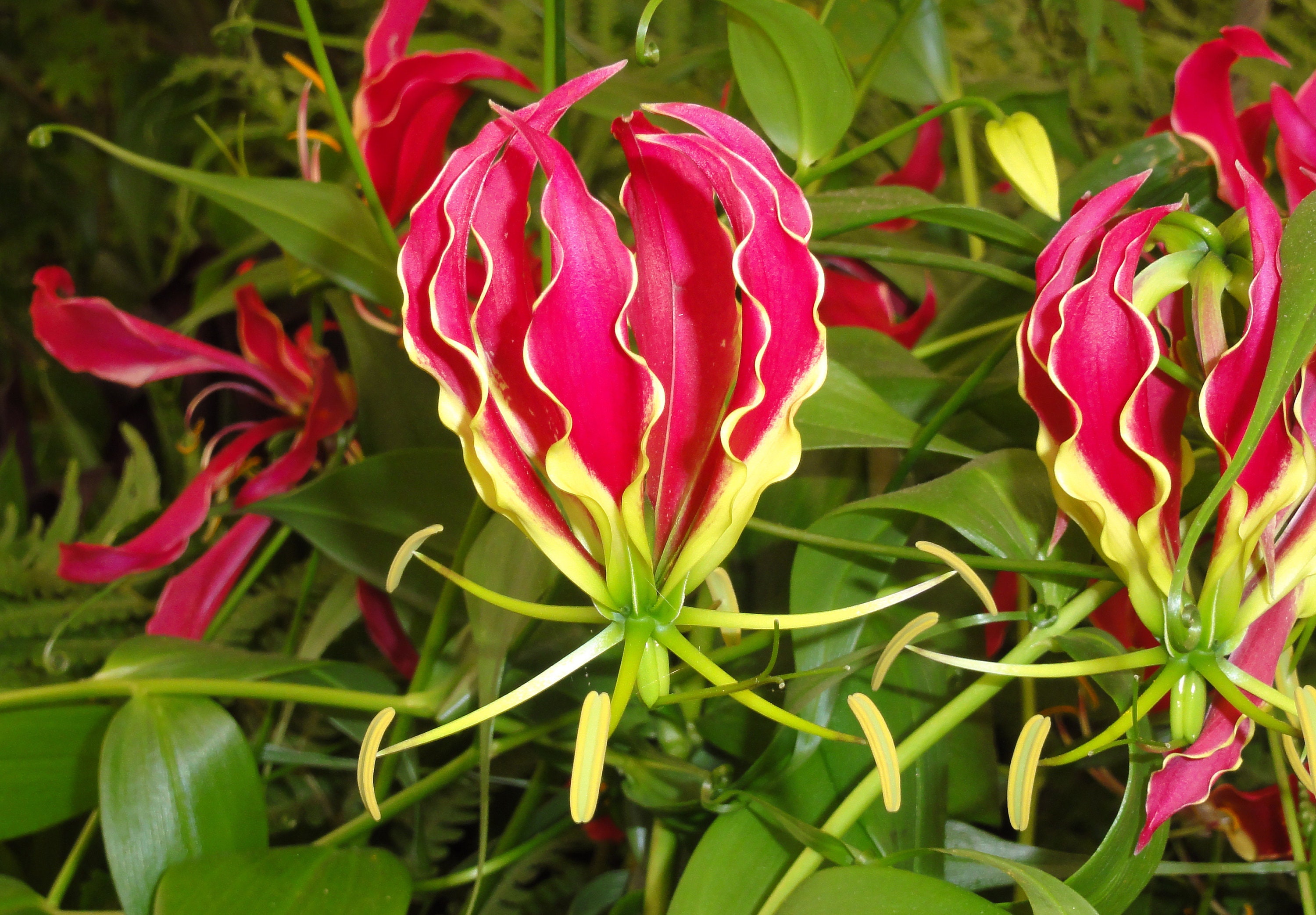 Gloriosa Lily Flame lily Gloriosa superba 10 Seeds Envío Etsy España