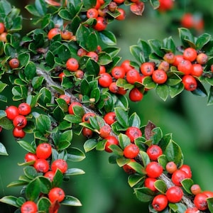 Rockspray Cotoneaster Cotoneaster horizontalis 100 Seeds USA Company image 1