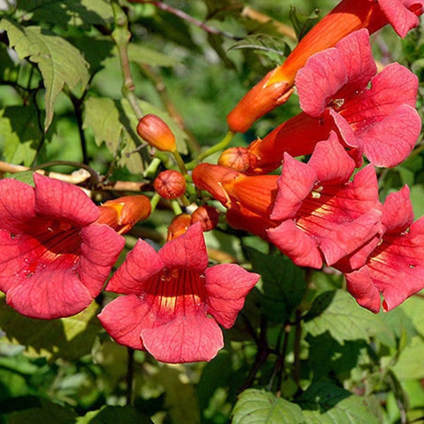 Trumpet Vine Etsy