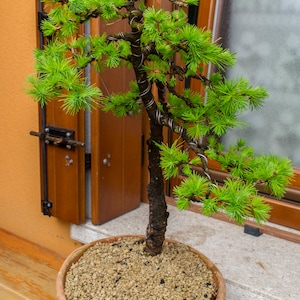 European Larch Larix decidua 500 Seeds USA Company image 8