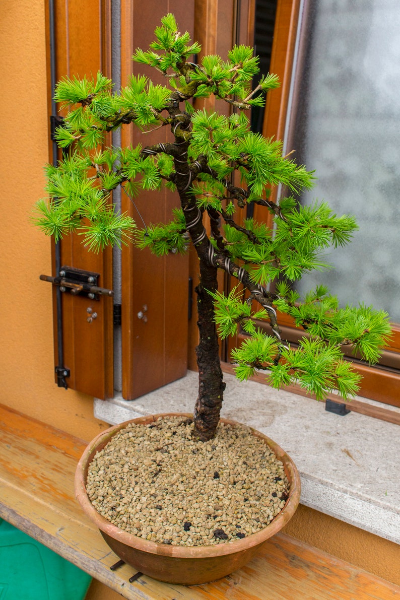 European Larch Larix decidua 500 Seeds USA Company image 8