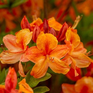 Flame Azalea Rhododendron calendulaceum 20 Seeds USA Company image 1