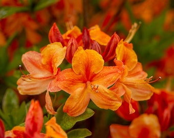 Flame Azalea  Rhododendron calendulaceum  20 Seeds  USA Company