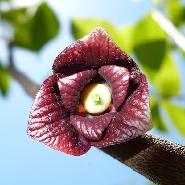 Pawpaw Tree  Asimina triloba  20 Seeds  USA Company