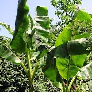 Sikkim Hardy Banana Musa sikkimensis 5 Seeds  USA Company