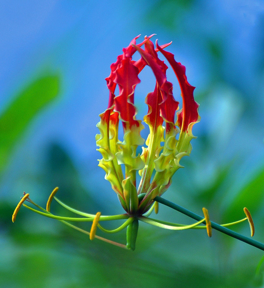 Gloriosa Lily Flame Lily Gloriosa Superba 20 Seeds USA Company Etsy