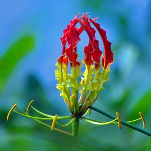 Gloriosa Lily   Flame lily   Gloriosa superba   20 Seeds  USA Company