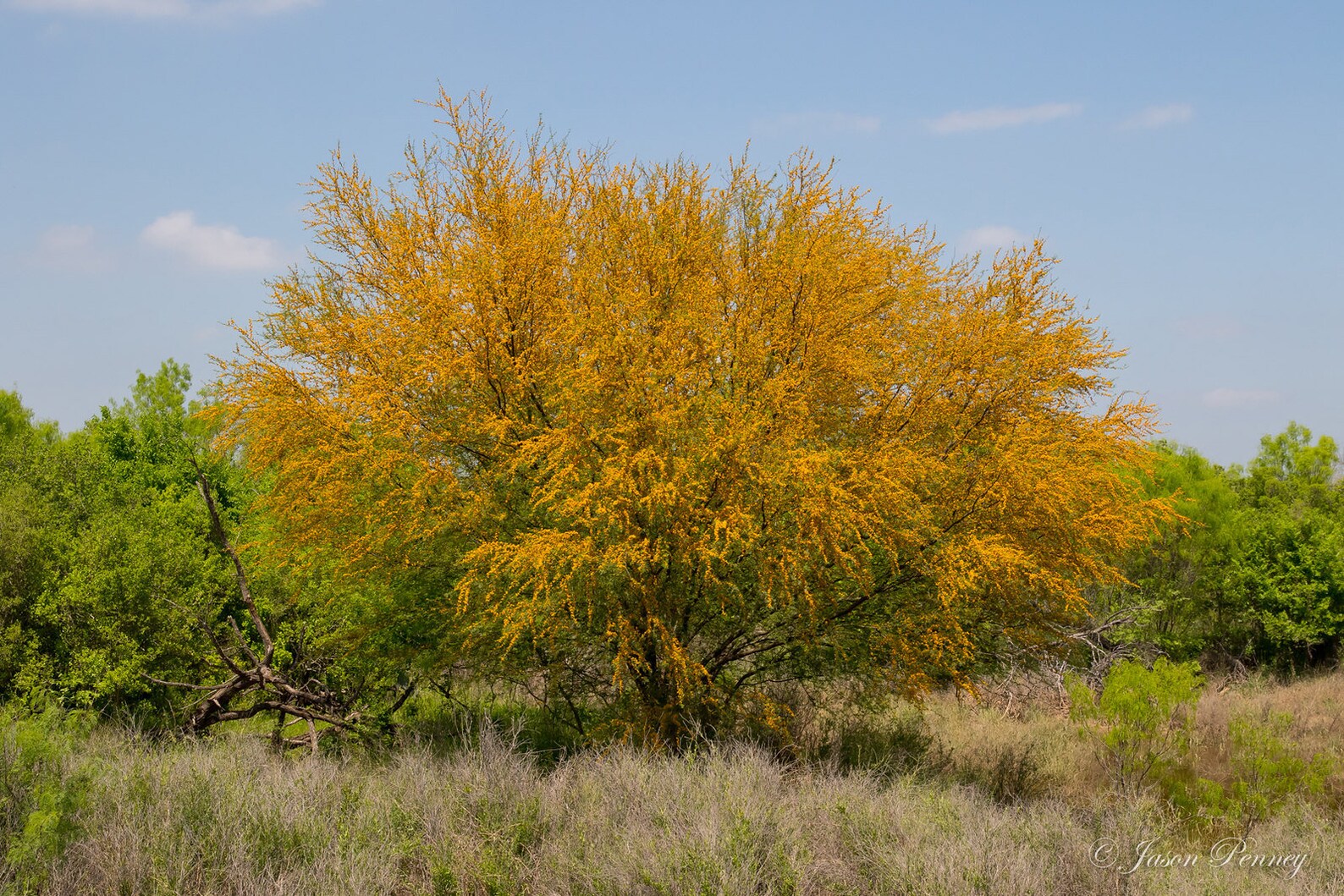 Sweet Acacia Huisache Acacia farnesiana 10 Seeds Free | Etsy