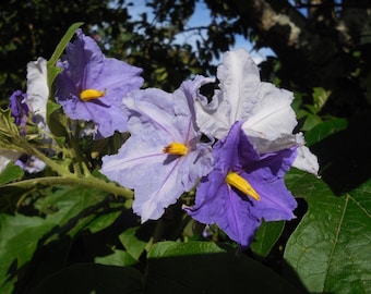 Giant Star Potato Tree  Solanum macranthum  20 Seeds  USA Company