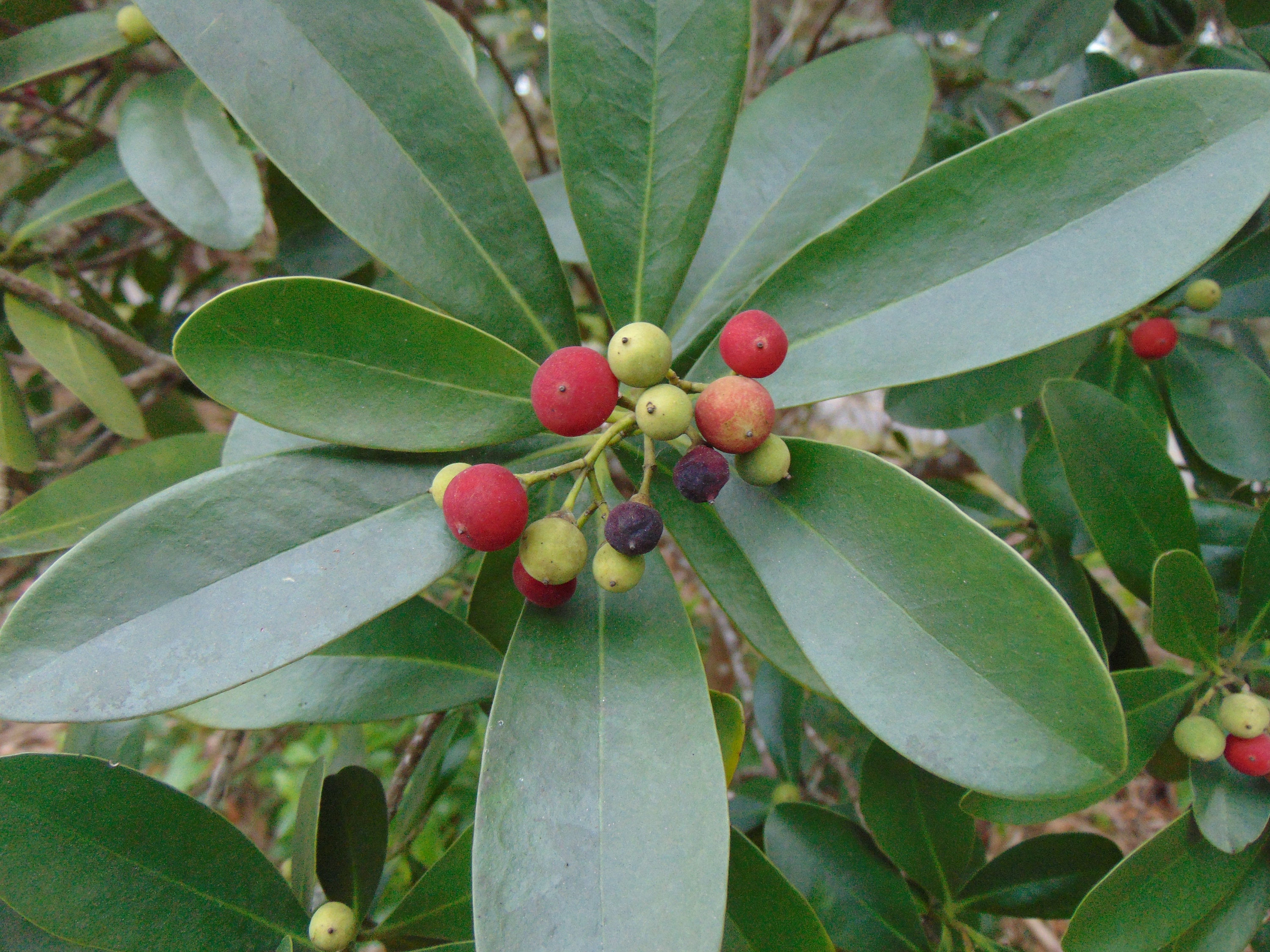 Wild Cinnamon Canella winterana Rare Organic 10 Seeds Envío Etsy