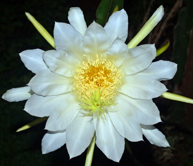 Nightblooming Cereus Dragon Fruit Hylocereus Undatus 10 Seeds Etsy