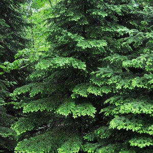 Balsam Fir Abies balsamea 10 Seeds USA Company image 2