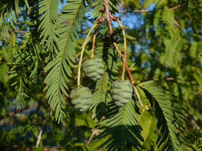 Séquoia rouge Metasequoia glyptostroboides 200 Seeds USA Company image 9