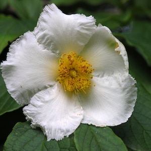 Japanese Stewartia   Stewartia pseudocamellia   20 Seeds
