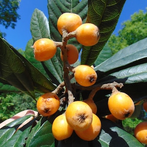 Loquat  Japanese Medlar  Eriobotrya japonica  20 Seeds  USA Company