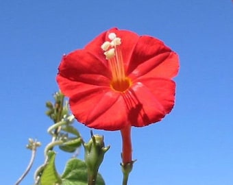 Scarlet Morning Glory  Ipomoea hederifolia  20 Seeds  USA Company