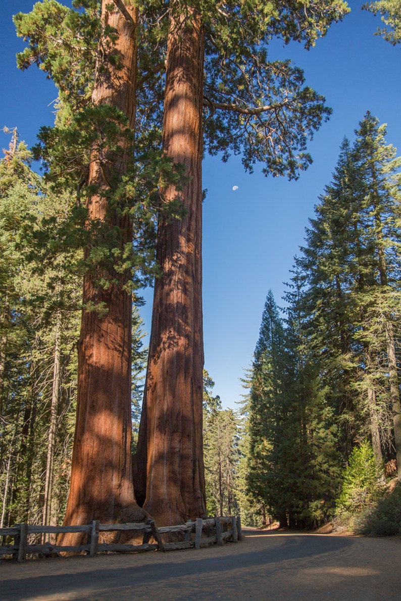 Giant Sequoia Redwood Sequoiadendron Giganteum 50 Seeds USA Company image 8