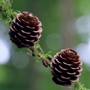 European Larch Larix decidua 500 Seeds USA Company image 6