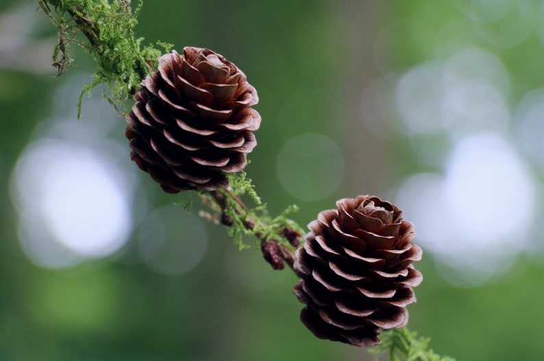 European Larch Larix decidua 500 Seeds USA Company image 6