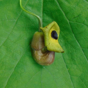 Dutchman&#39;s Pipe   Aristolochia macrophylla   20 Seeds