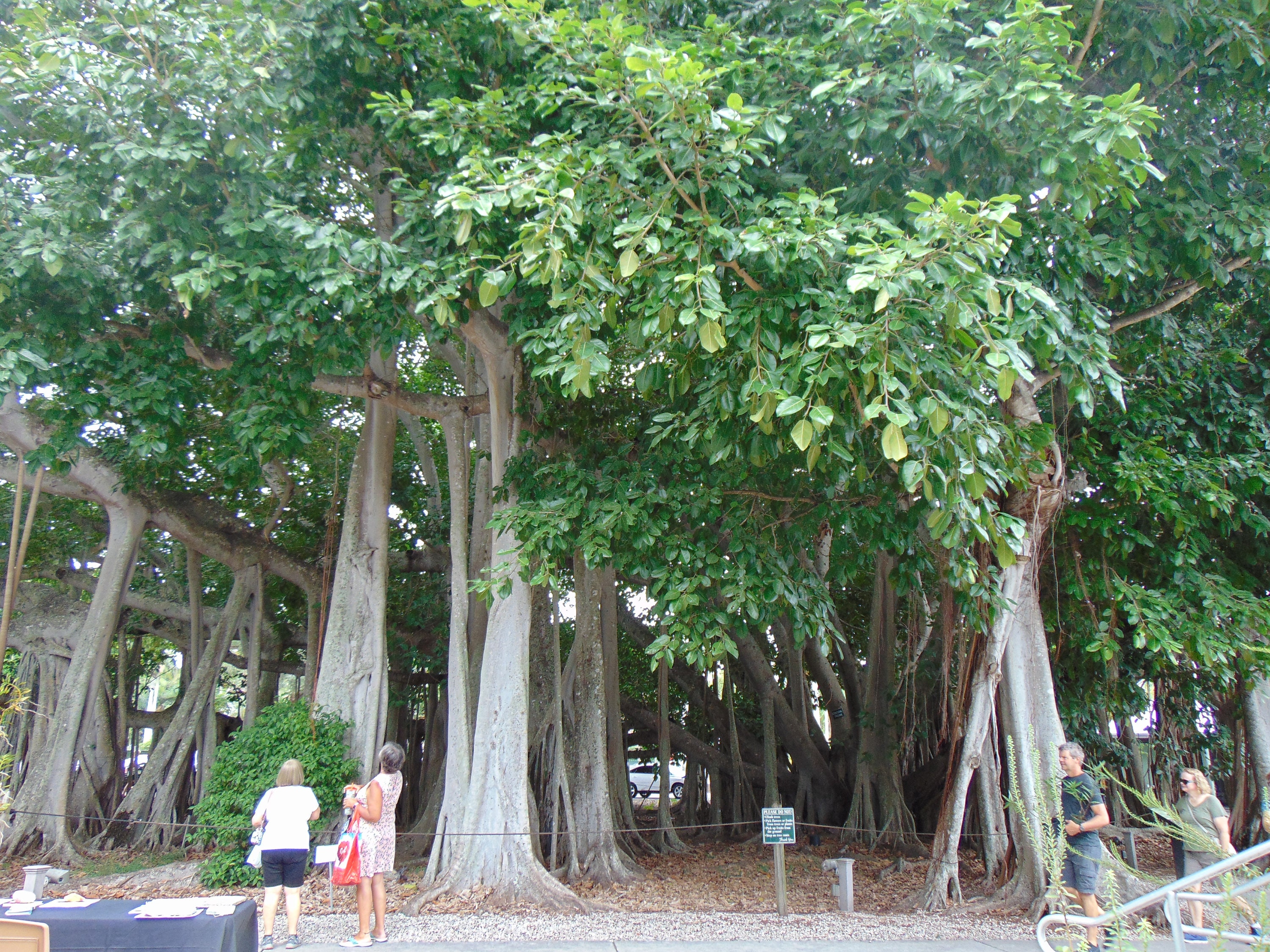 Seedeo Bengalische Würgefeige Samen – 100 Stück, Ficus Benghalensis, Mit Anzucht-Anleitung