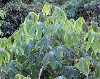 Tapioca   Cassava   Manihot escultenta   10 Seeds  USA Company