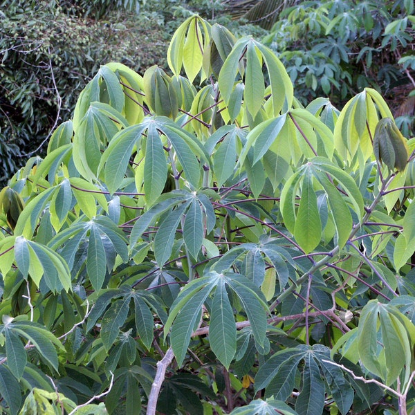 Tapioca   Cassava   Manihot escultenta   10 Seeds  USA Company