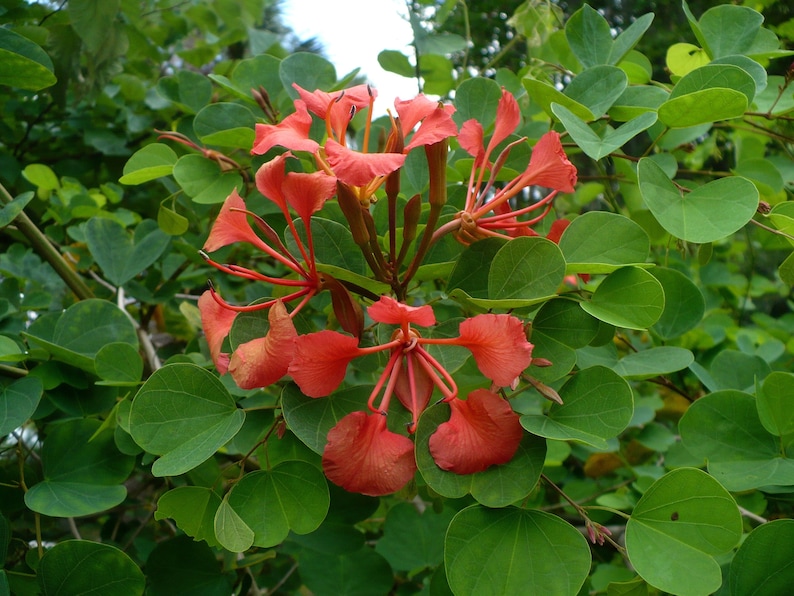 Red Orchid Tree Bauhinia galpinii 10 Seeds USA Company image 4