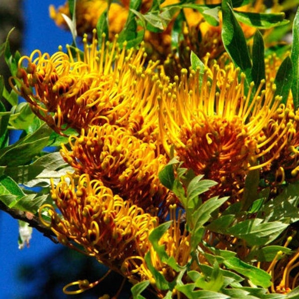 Silk Oak   Grevillea robusta   200 Seeds  USA Company