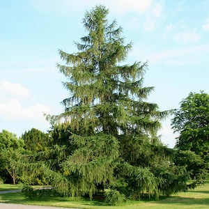 European Larch Larix decidua 500 Seeds USA Company image 7