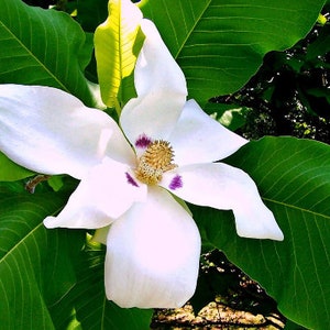 Bigleaf Magnolia Magnolia macrophylla 10 Seeds USA Company image 2