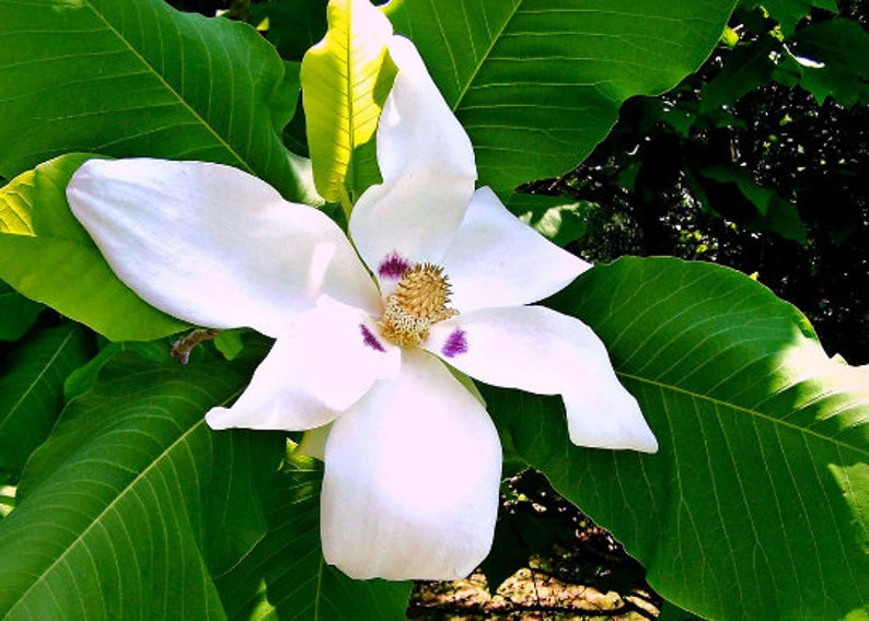 Bigleaf Magnolia Magnolia macrophylla 10 Seeds USA Company image 2