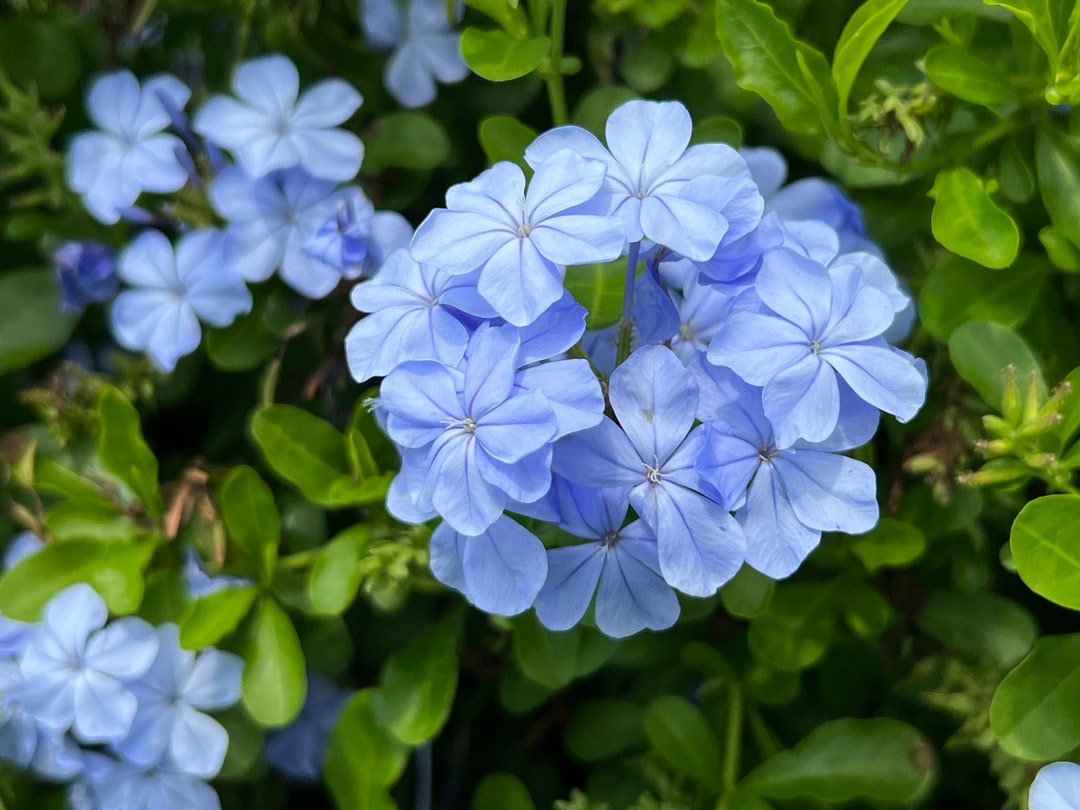 Plumbago Cape Leadplant Plumbago auriculata 20 種子 - Etsy 日本