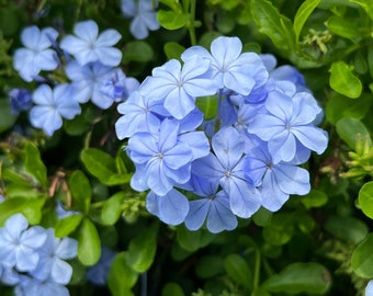 Plumbago Cape Leadplant Plumbago auriculata 20 種子 - Etsy 日本