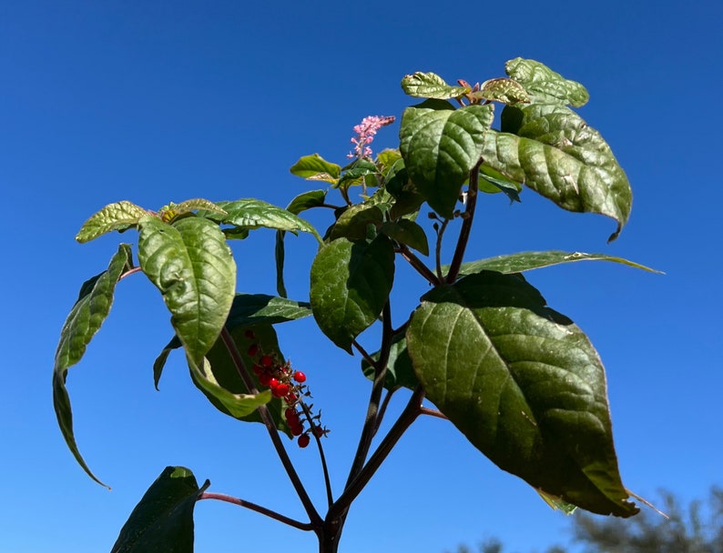 Rouge Plant Wildflower Rivina humilis 20 Seeds USA Company image 3