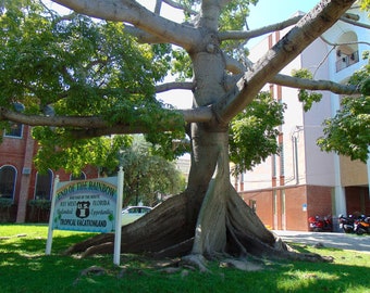 The Silk Cotton Tree Etsy