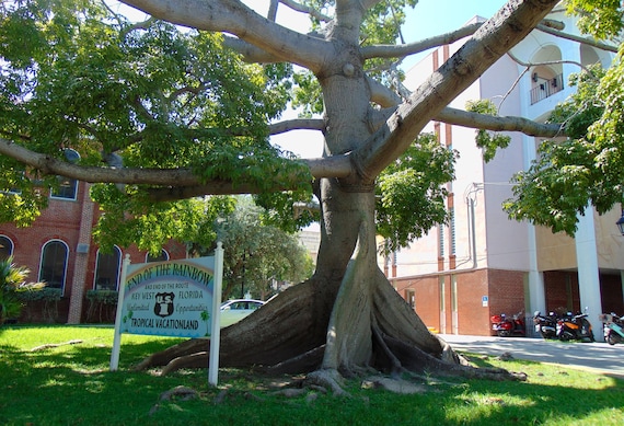 Kapok Tree Silk Cotton Tree Ceiba Pentandra 100 Seeds USA Company