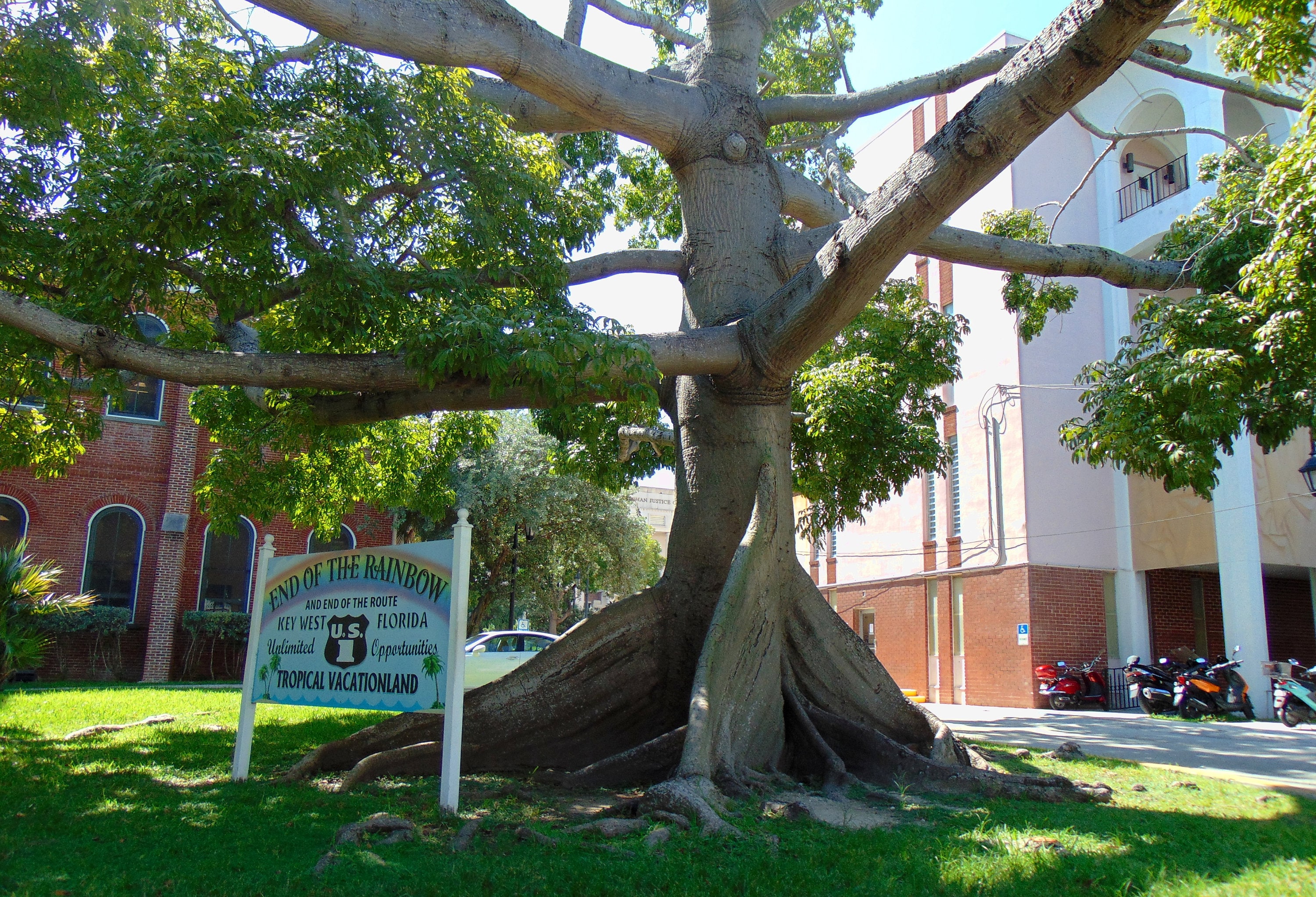 SILK COTTON TREE Ceiba Pentandra 10 SEEDS SILK COTTON TREE Ceiba Pentandra 10 SEEDS