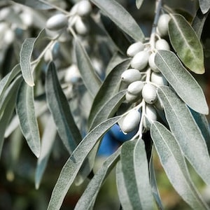Russian Olive  Silverberry  Elaeagnus angustifolia   50 Seeds  USA Company