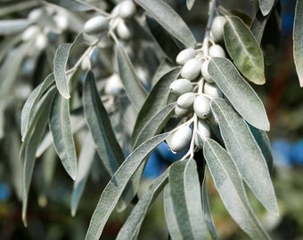 Russian Olive  Silverberry  Elaeagnus angustifolia  100 Seeds  USA Company