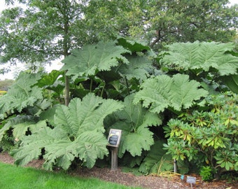 Giant Rhubarb  Gunnera maniculata  50 Seeds  USA Company