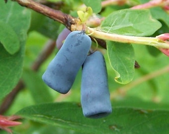 Blue Honeysuckle  Honeyberry  Lonicera caerulea  100 Seeds  USA Company