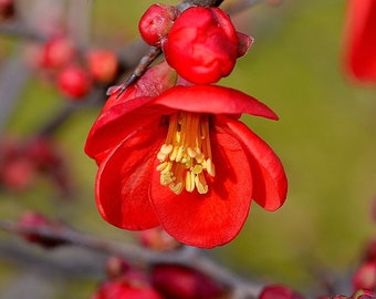 Flowering Quince  Chaenomeles speciosa  100 Seeds  USA Company