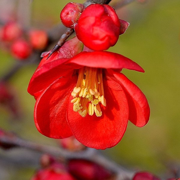 Flowering Quince  Chaenomeles speciosa  100 Seeds  USA Company