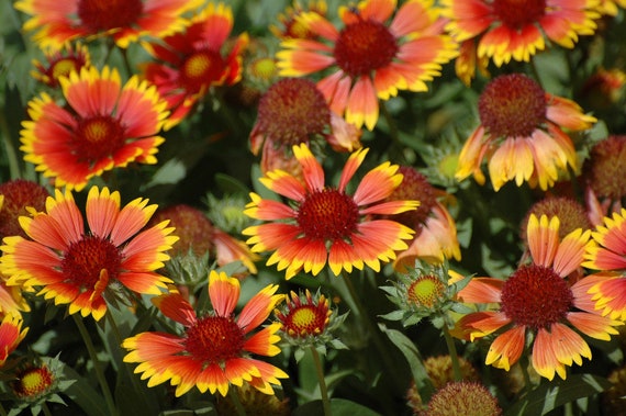 Gaillardia torchlight new arrivals